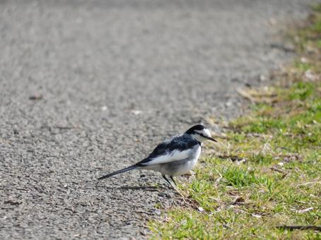 道路にいるハクセキレイ 道路にいるハクセキレイの写真