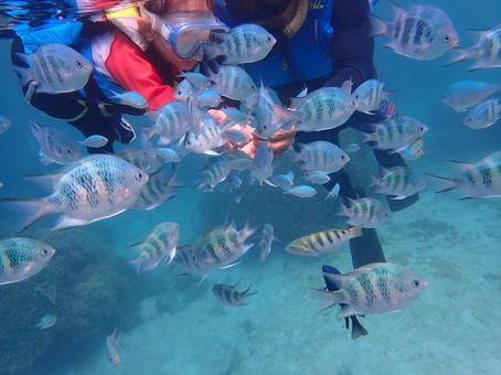 シュノーケリング シュノーケリング シュノーケリング,海,沖縄の写真素材