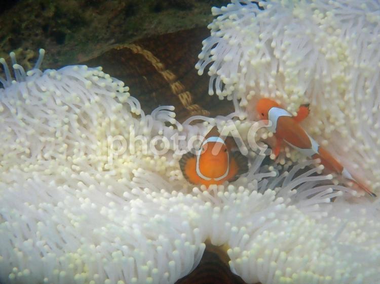 カクレクマノミとイソギンチャク カクレクマノミ,イソギンチャク,熱帯魚の写真素材