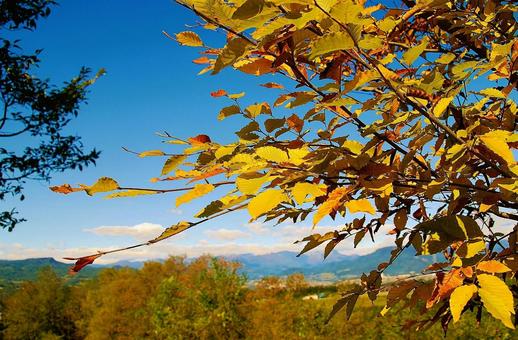 空と紅葉 空と紅葉 自然,木,枝の写真素材