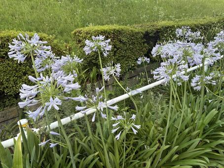 道に生えていた花 道に生えていた花の写真