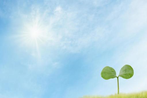 Heat-resistant plants and sunlight, Heat-resistant plants and sunlight, 새싹, sdgs, 푸른 하늘,
