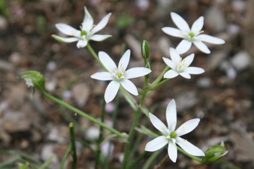 Photo, amana, blooming landscape, weed, 