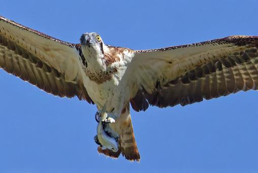 秋晴れに魚を運ぶミサゴ ミサゴ,鶚,ウオタカの写真素材