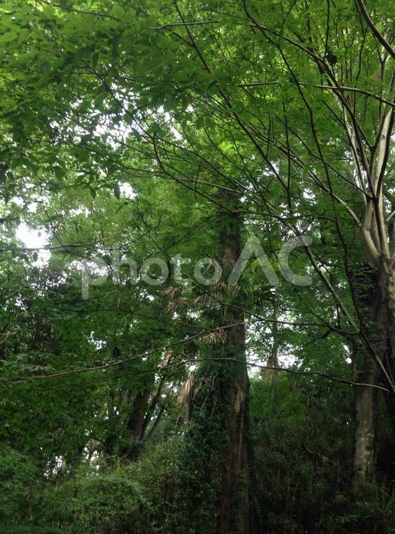 木漏れ日 笠原水源,木漏れ日,自然の写真素材