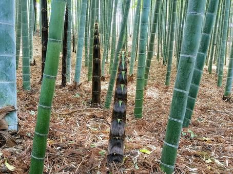 偕楽園の竹林にだいぶ伸びたタケノコ 偕楽園の竹林にだいぶ伸びたタケノコ 偕楽園,竹林,筍の写真素材