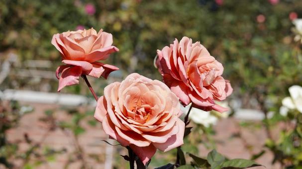 【花の写真】ばらの花 rose,植物,園芸の写真素材