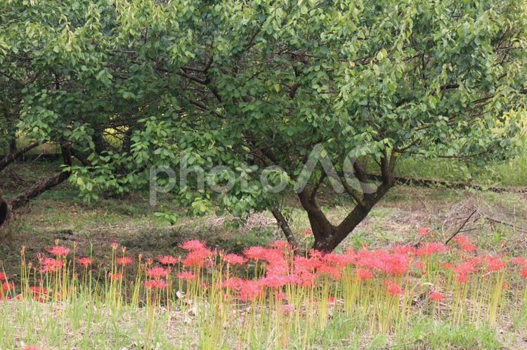栗の林とヒガンバナ 彼岸花,曼珠沙華,秋の花の写真素材