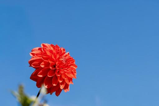 カラフルダリア ダリア,花,マクロの写真素材