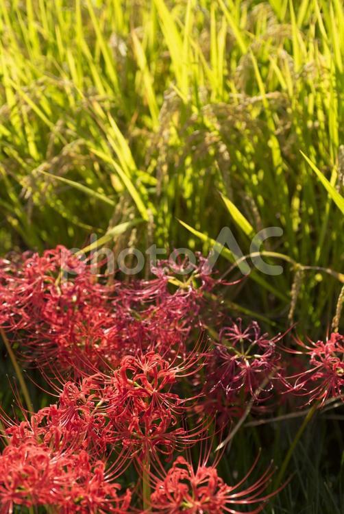 彼岸花と稲 彼岸花,曼珠沙華,ヒガンバナの写真素材
