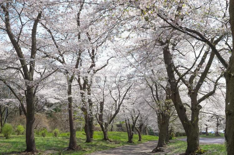 青空と桜並木 桜,並木道,春の写真素材