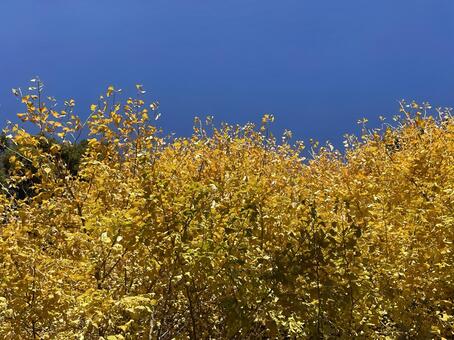 イチョウ 紅葉,イチョウ,黄色の写真素材
