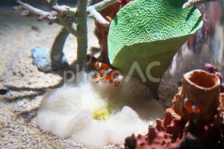 サンゴとカクレクマノミ カクレクマノミ,クマノミ,魚の写真素材