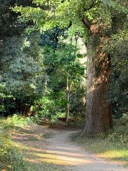 山道 道,山道,小道の写真素材