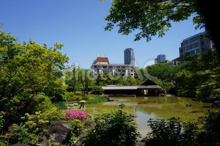 東京港区赤坂　檜町公園の木々と池 東京ミッドタウン,高層ビル,ビルの写真素材