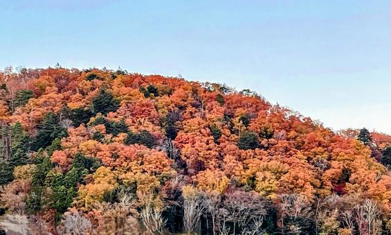 autumn leaves, foglie di autunno, caduta del giappone, montagna, JPG