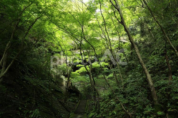 山の深緑と石の橋（Ⅱ） 山の深緑,木々,緑の写真素材