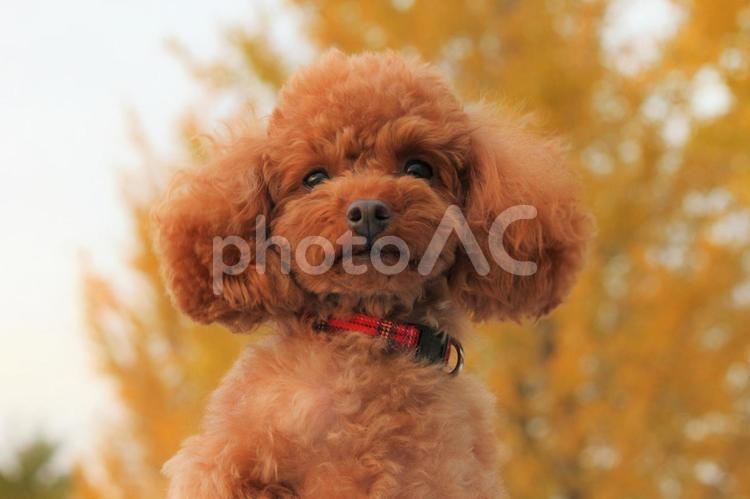 銀杏 犬,プードル,銀杏の写真素材