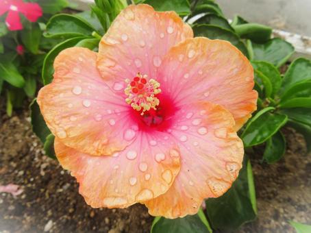 雨に濡れたハイビスカス 雨に濡れたハイビスカス ハイビスカス,ブッソウゲ,花の写真素材