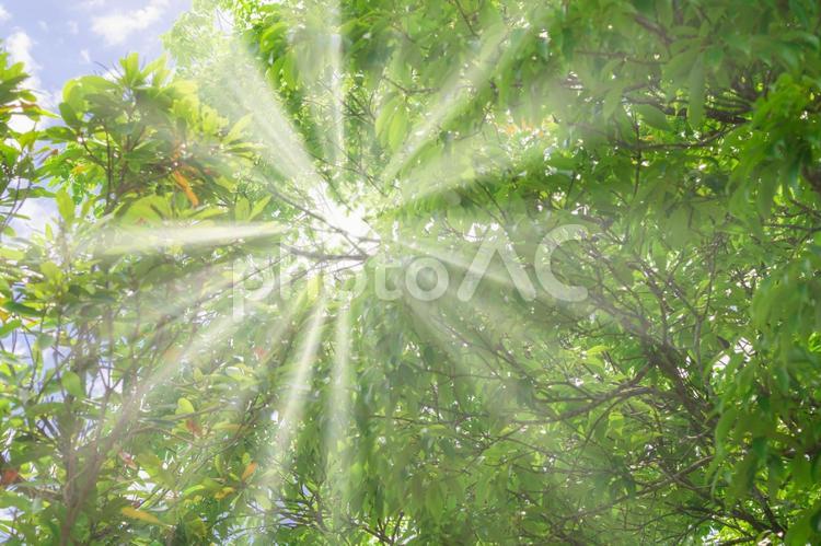 新緑の中の木漏れ日 新緑,木漏れ日,初夏の写真素材