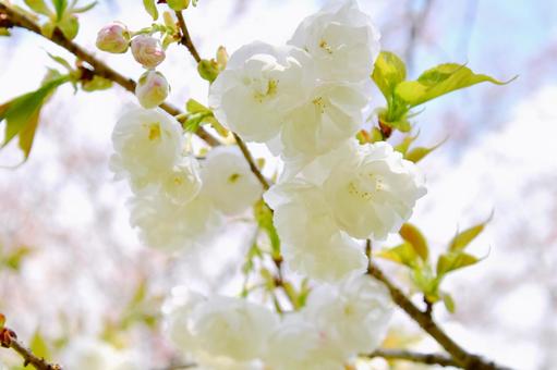 白い八重桜の白妙 白い八重桜の白妙の写真