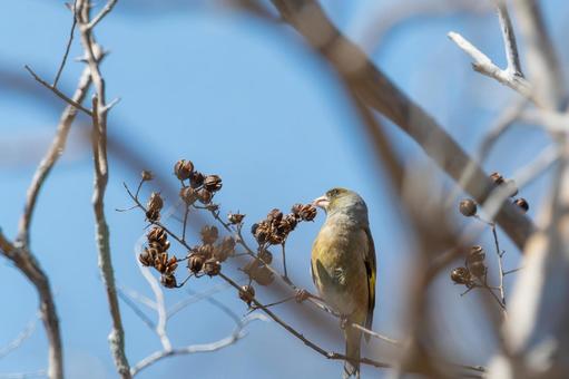 冬の木々にとまるカワラヒワ 冬の木々にとまるカワラヒワの写真