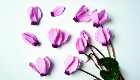 冬の花 シクラメン 冬の花 シクラメンの写真