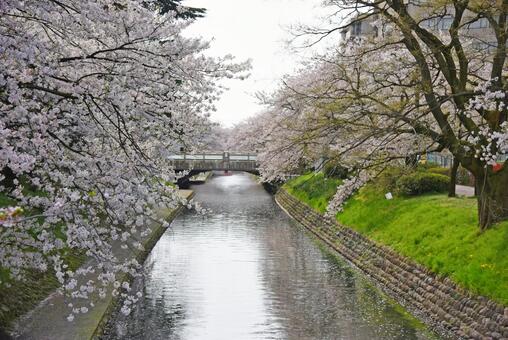 桜舞う松川公園02 桜舞う松川公園02の写真