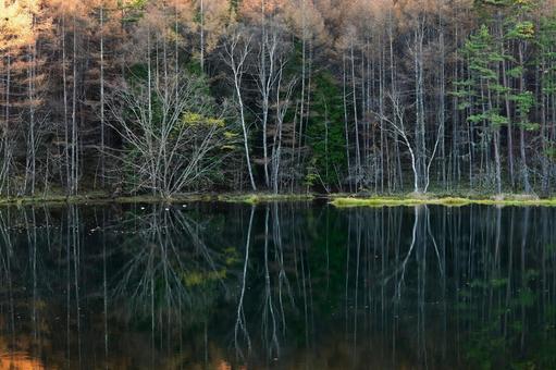 御射鹿池 紅葉,秋,夕暮れの写真素材
