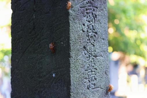 元禄時代の道標に残る抜け殻～蓮華経と油蝉 道標,抜け殻,脱皮の写真素材