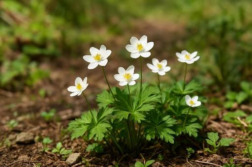 白い山野草・ニリンソウ・春の花・自然 白い山野草・ニリンソウ・春の花・自然の写真
