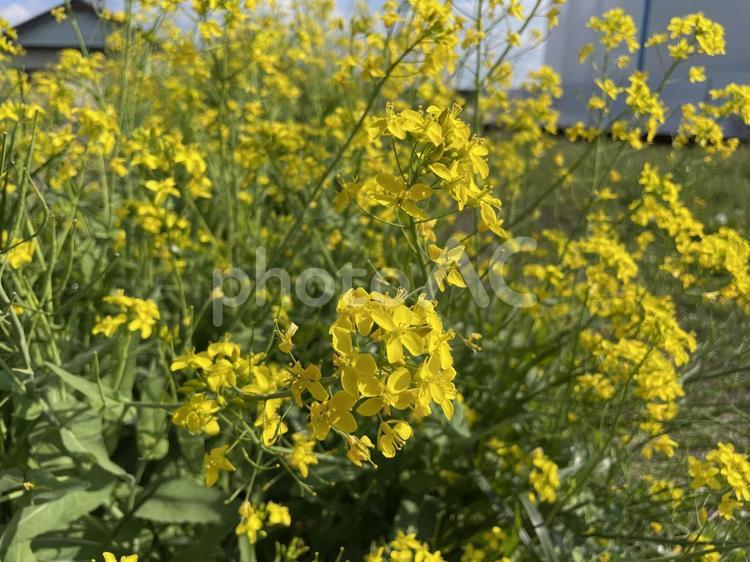 黄色の絨毯菜の花 春,菜の花,花の写真素材