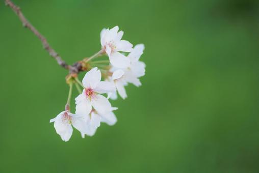 グリーン背景の桜の花 グリーン背景の桜の花の写真