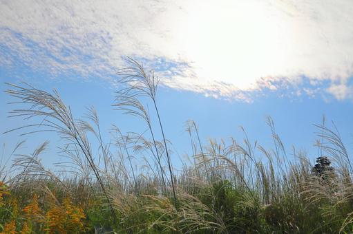すすき　青空　白い雲　太陽 ススキ,空,青空の写真素材