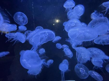 水族館にいるたくさんのミズクラゲ 水族館にいるたくさんのミズクラゲ クラゲ,くらげ,海月の写真素材