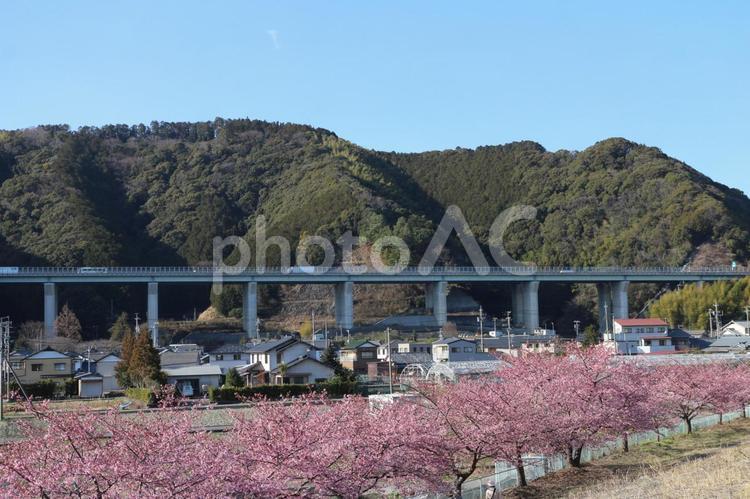 第二東名と桜並木 さくら,ミワザクラ,カワヅザクラの写真素材