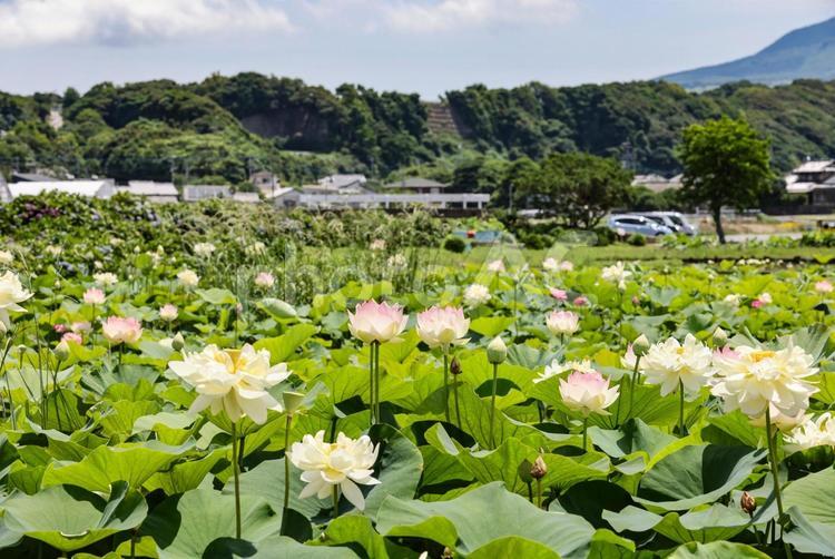 ハスの花 蓮,大輪,花の写真素材