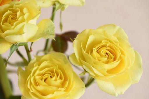 Photo, yellow, roses, rose, 