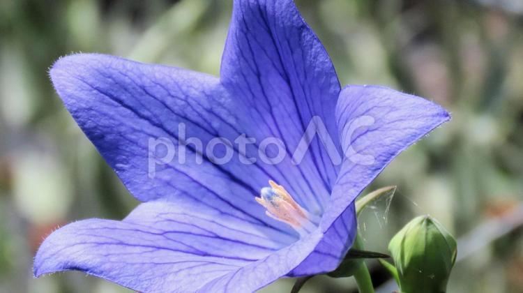 ききょう寺の桔梗の花 桔梗,花,初夏の写真素材