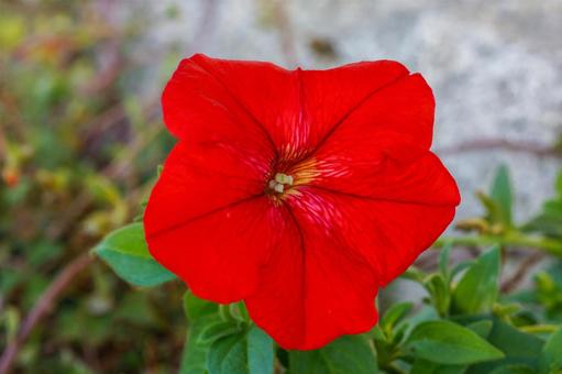 【花】真っ赤な花 【花】真っ赤な花の写真