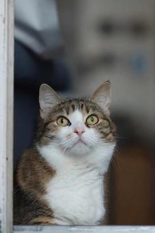 可愛いミケの写真