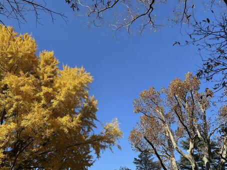 澄んだ青空に映える黄金色のイチョウ/横 イチョウ,銀杏,黄葉の写真素材