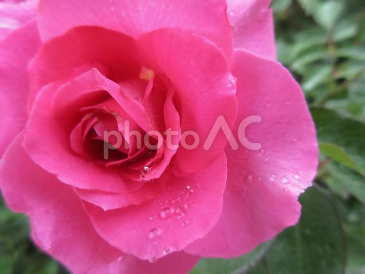 雨上がりの薔薇 薔薇,バラ,花の写真素材
