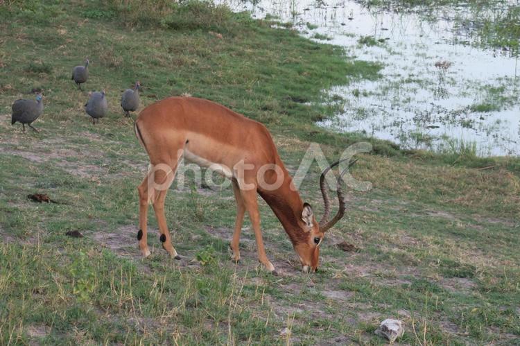 インパラ　サファリ　アフリカ　ケニア インパラ,サファリ,アフリカの写真素材