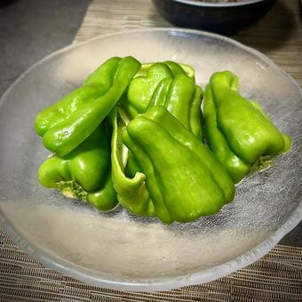 冷やしピーマン ピーマン,生野菜,旦那飯の写真素材