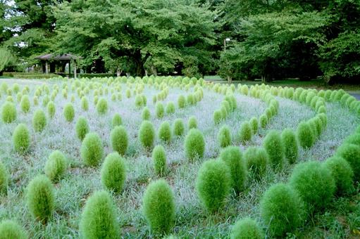 コキア コキアの写真