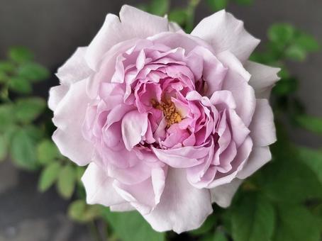 ベランダのバラ・リラ ベランダのバラ・リラ バラ,薔薇,リラの写真素材