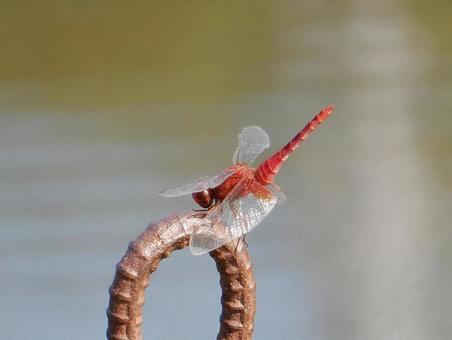Photo, shoujo dragonfly, dragonfly dragonfly, male, 