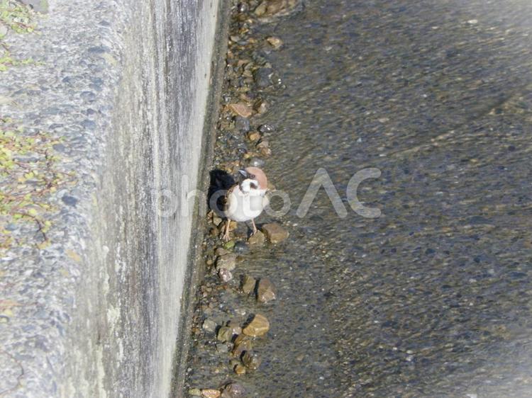 見上げるスズメ すずめ,雀,スズメの写真素材