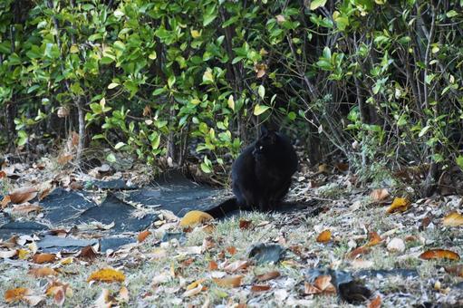 野良猫 野良猫 猫,野良猫,屋外の写真素材